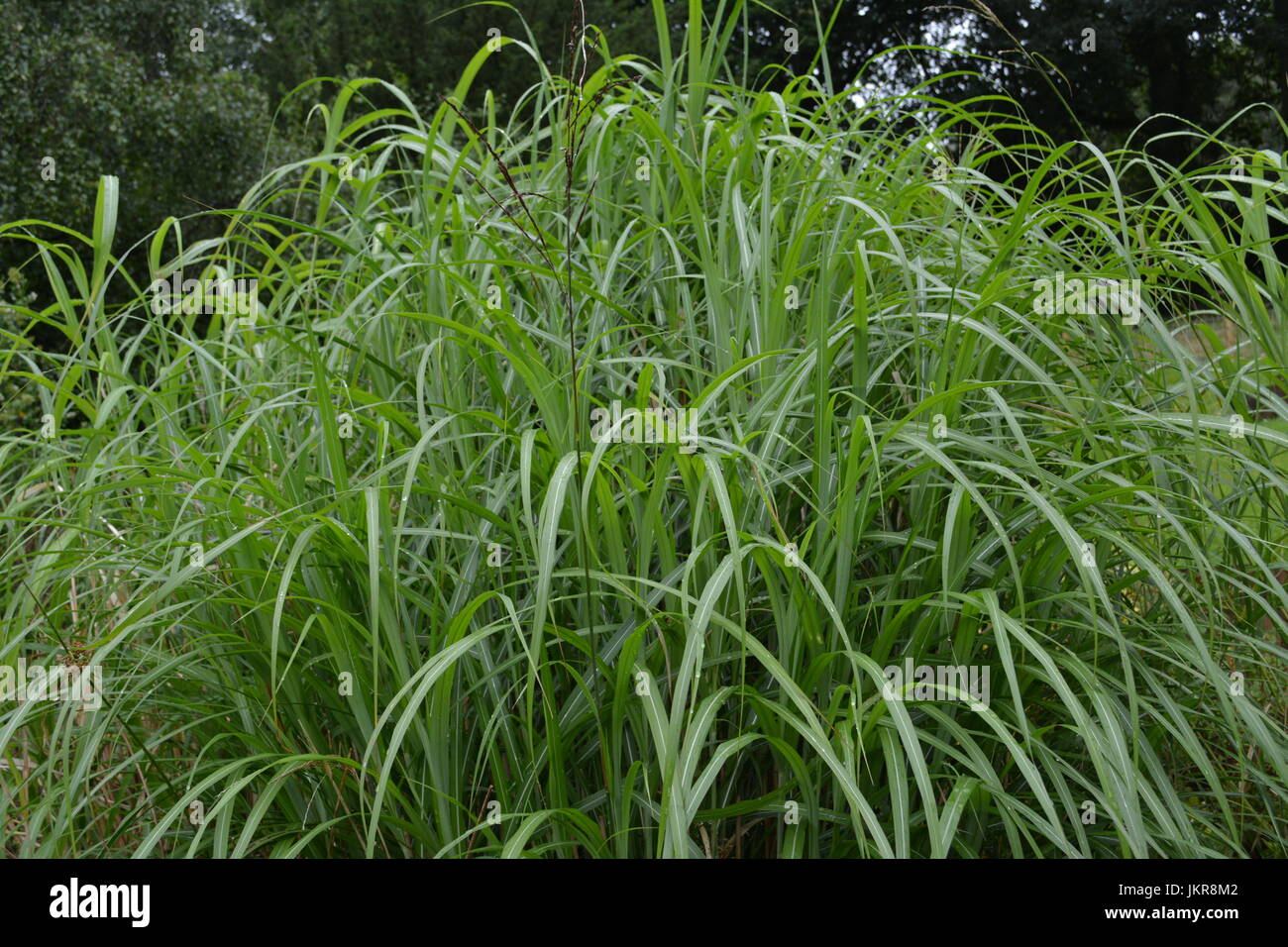 Tall Decorative Miscanthus Sinensis Graziella Ornamental Grass In