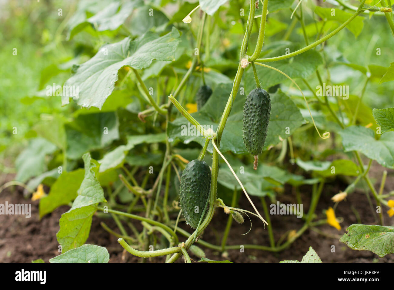 Species Of Green Plants Of Cucumbers On Vegetable Garden In Summertime. Fresh Young Organic Cucumbers. Stock Photo