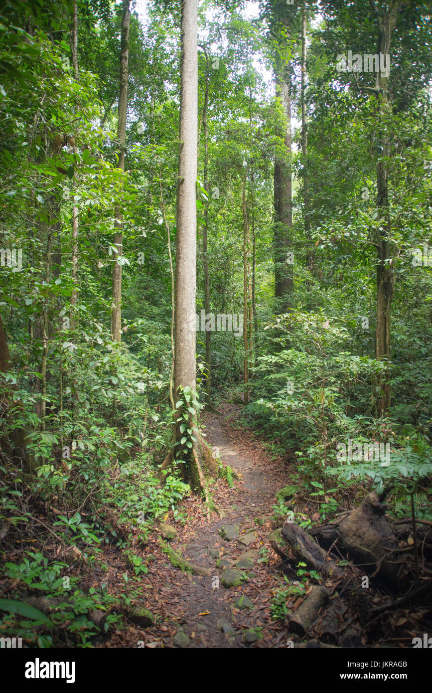 Nature rainforest and trees photography of deep woodlands, with tall trees and thick bushes. Sarawak, Malaysia Stock Photo