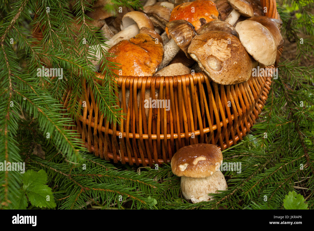 Fresh Edible Small Mushroom Porcini Near Wicker Basket With Mushrooms Under Fir Tree Outdoor Autumn, Close Up. Mushrooms In Basket: Brown Cap Boletus  Stock Photo