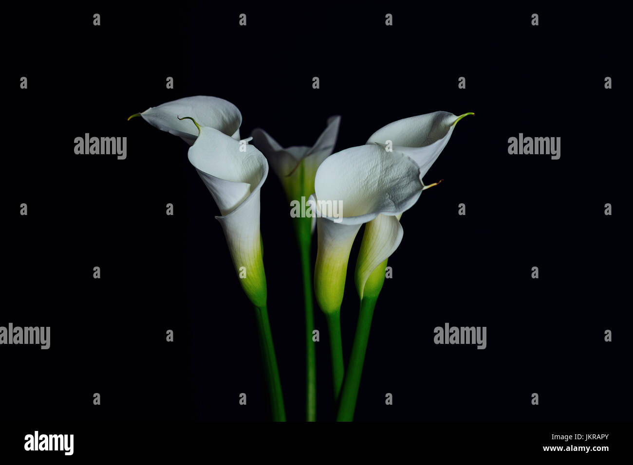 Close-up of white Calla Lily flowers against black background Stock Photo