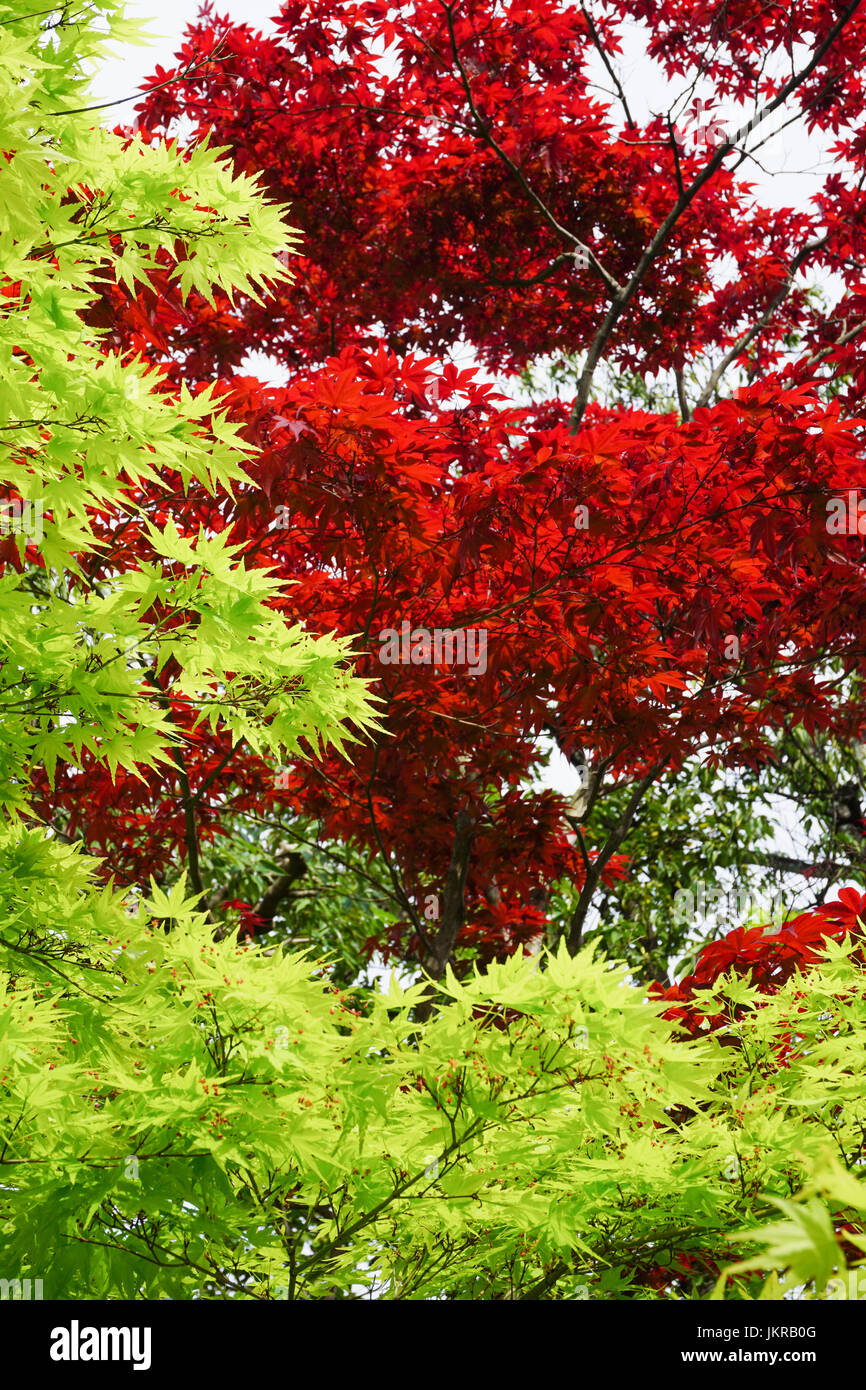 Low angle view of red and green maple trees, Nara, Japan Stock Photo