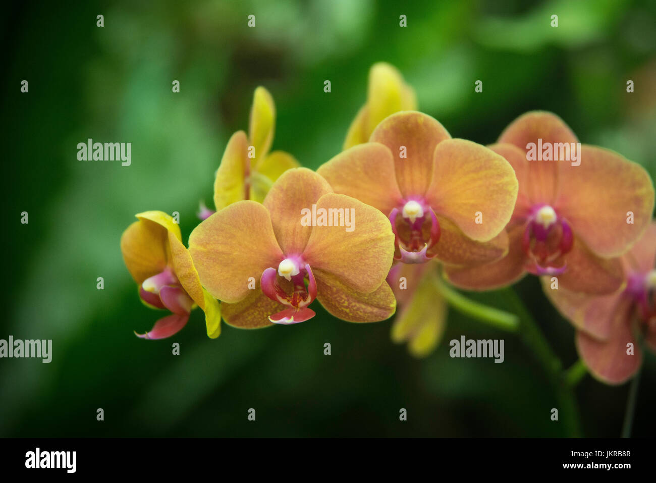 A macro close up shot of tropical orchid flower species from the rainforest environment. Stock Photo