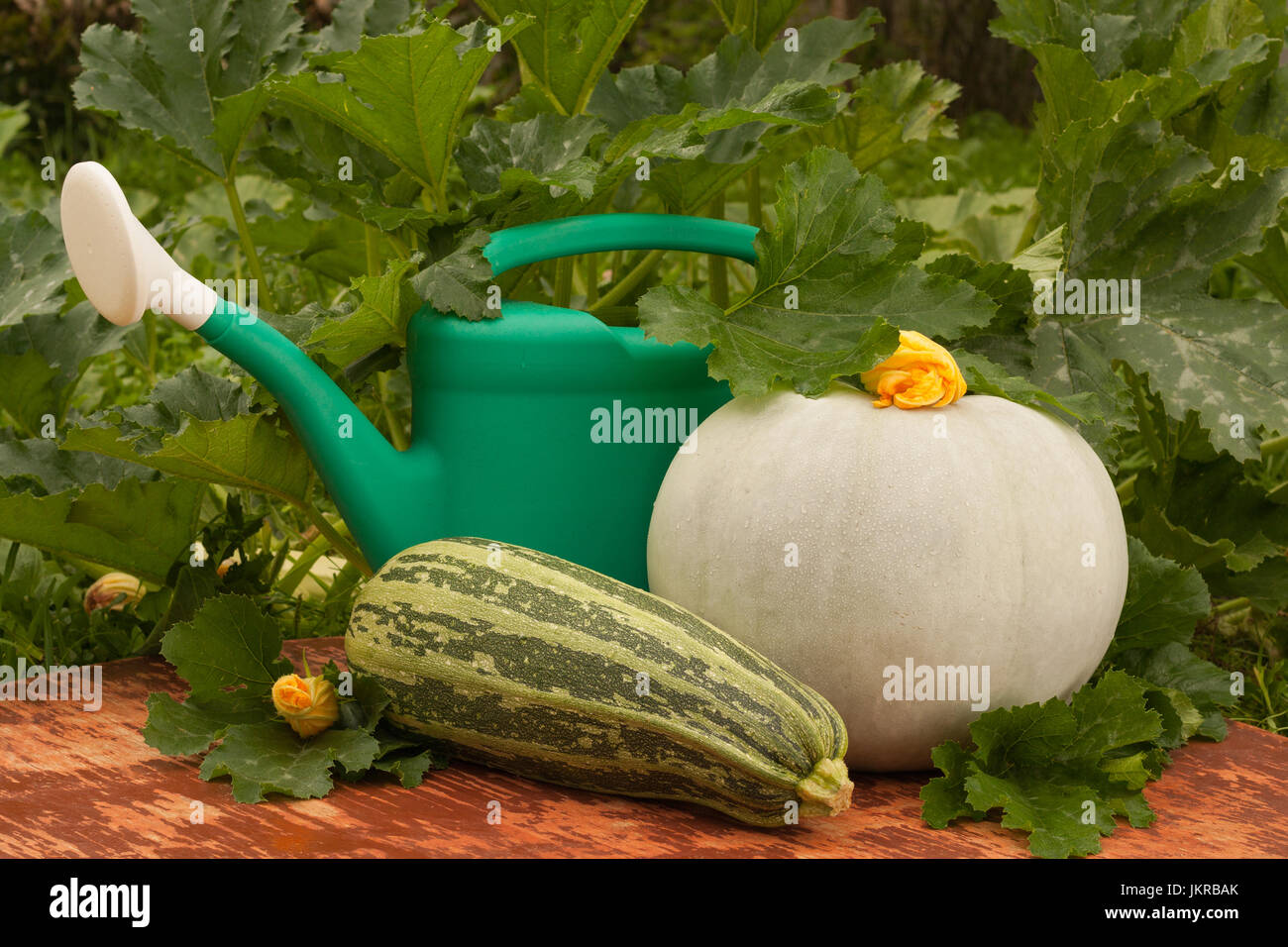 Green Watering Can And Organic Fresh Vegetables On Summer  Vegetable Garden. Fresh Vegetables: Vegetable Marrow And Pumpkin. Stock Photo