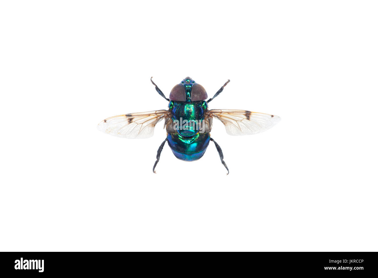 A beautiful iridescent fly on a white background (isolated). Stock Photo