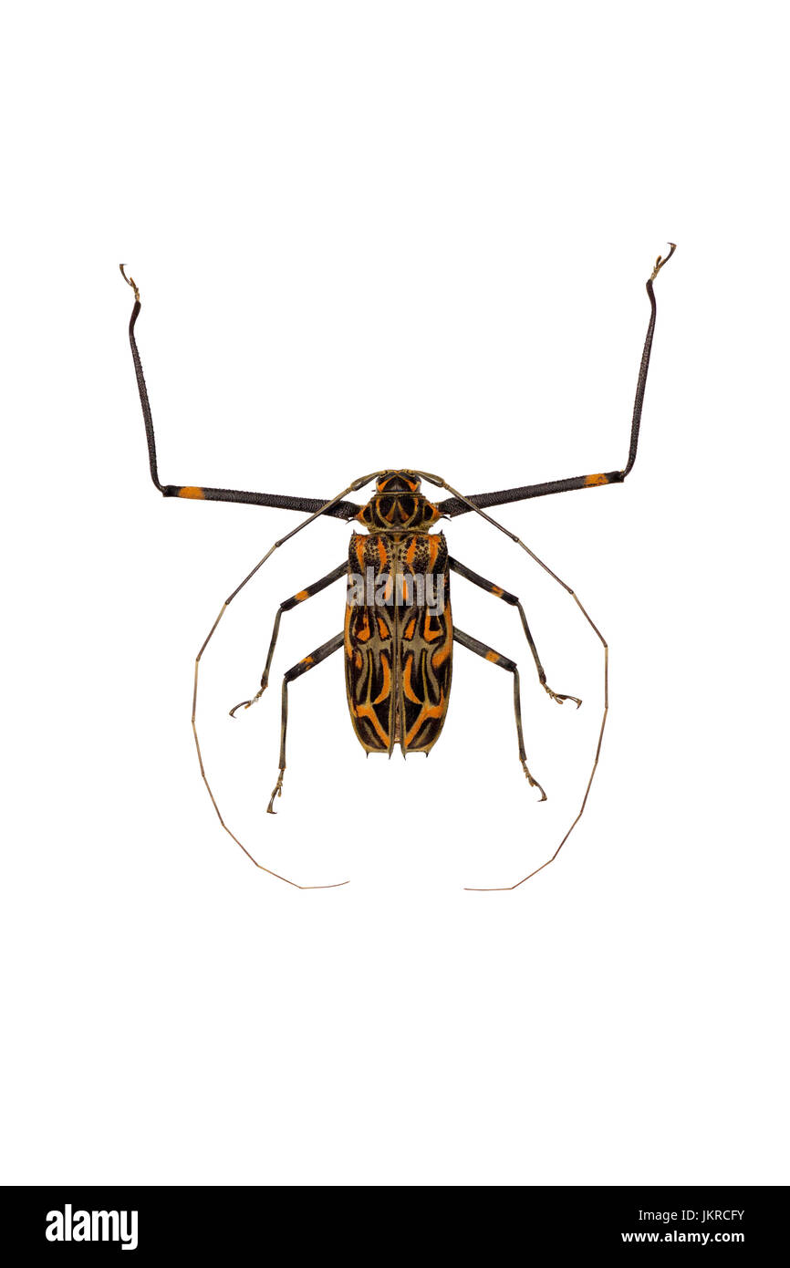 Arlequin beetle (Acrosinus longimanus) on a white background (isolated). Stock Photo