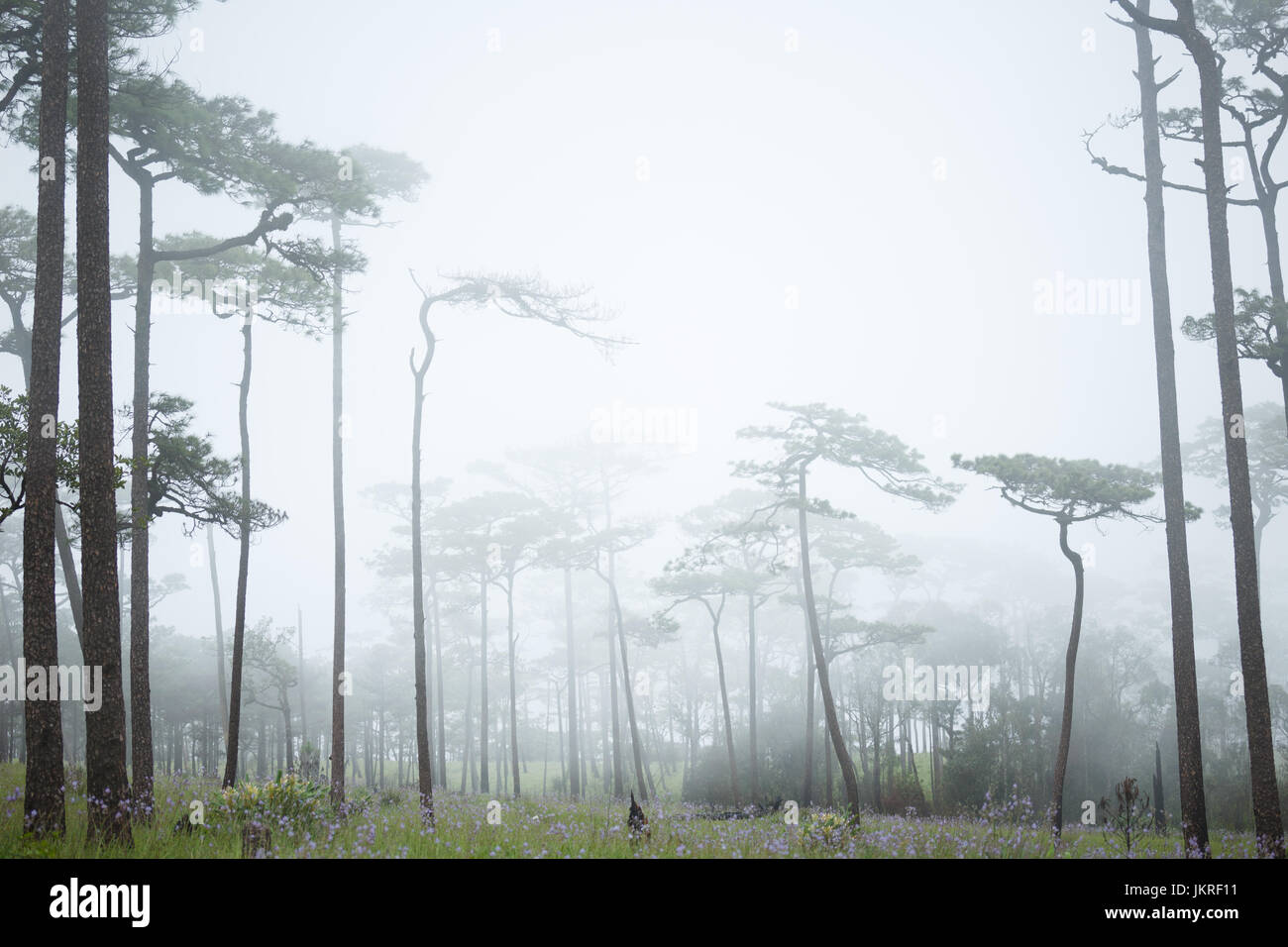Pine forest with white fog Stock Photo - Alamy