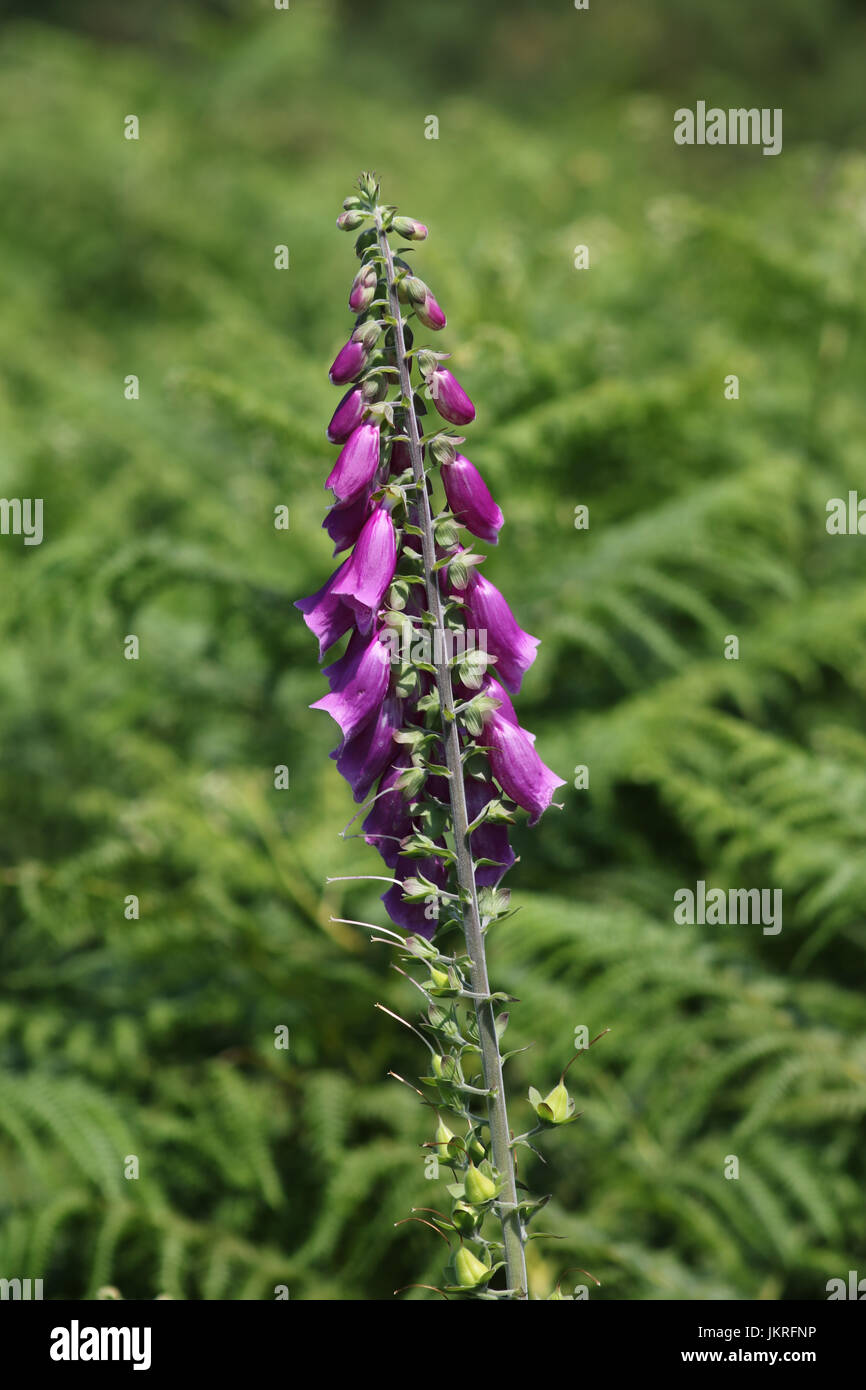 Digitalis purpurea L. (Foxglove) plant with blurred background Stock Photo
