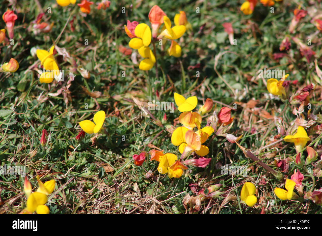 Small yellow and red flowers on grassy landscape Stock Photo