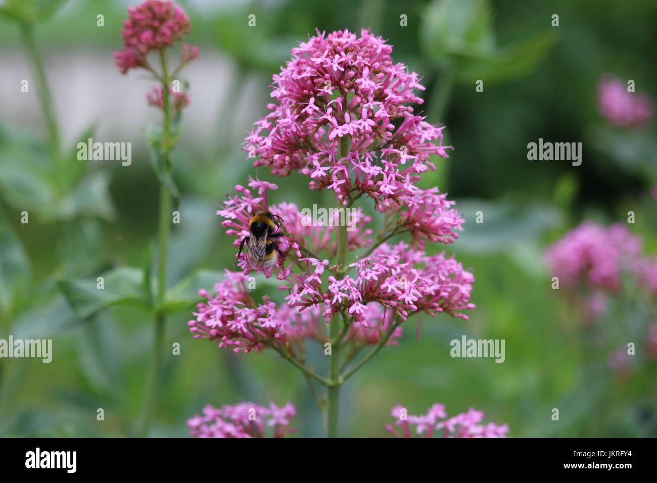 Centranthus lecoqii Jord. (Jupiter's beard) with a bee Stock Photo