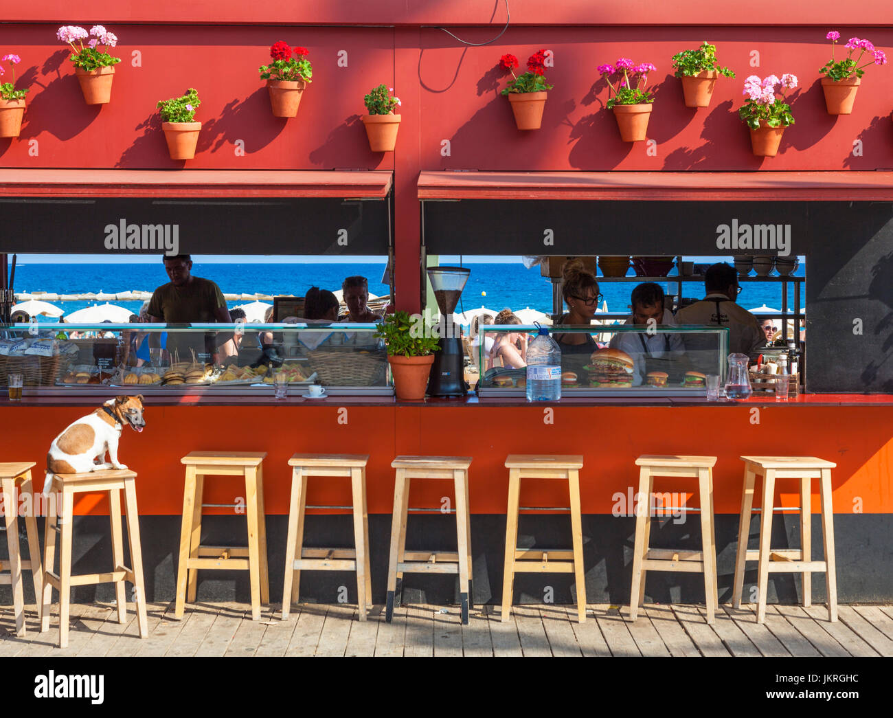 Barcelona Spain Catalunya Spanish beach bar with dog on stool Spain beach bar Barceloneta beach Barcelona Spain catalonia Euroe eu Stock Photo