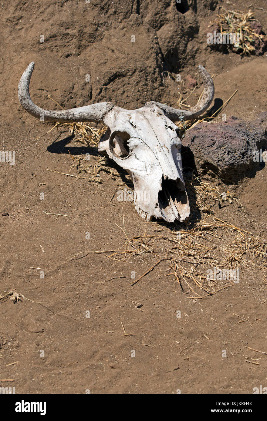 Buffalo skull in the desert of east Africa Stock Photo Alamy