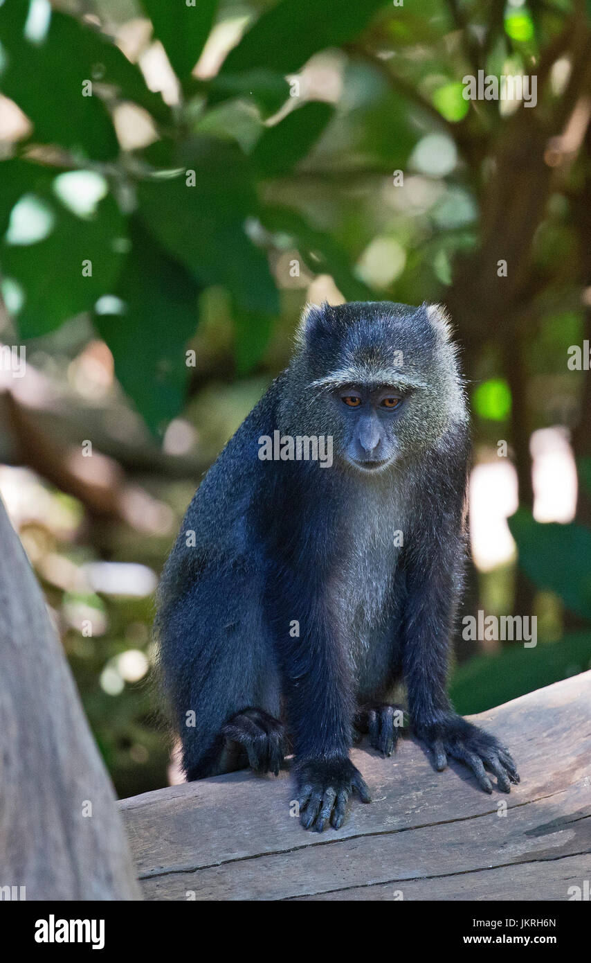African blue monkey Stock Photo - Alamy
