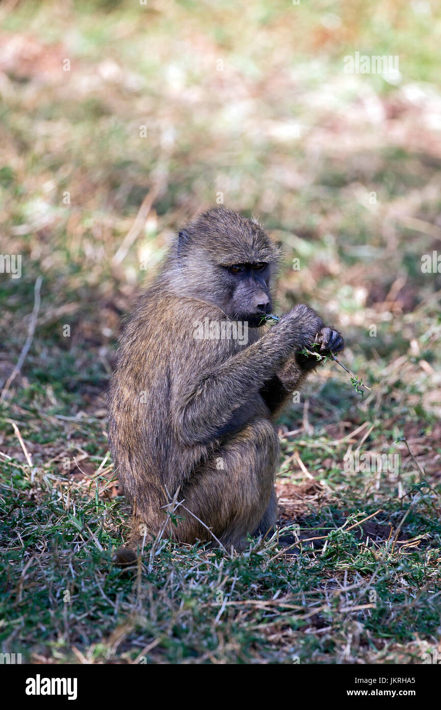 Baboon taken in east Africa Stock Photo
