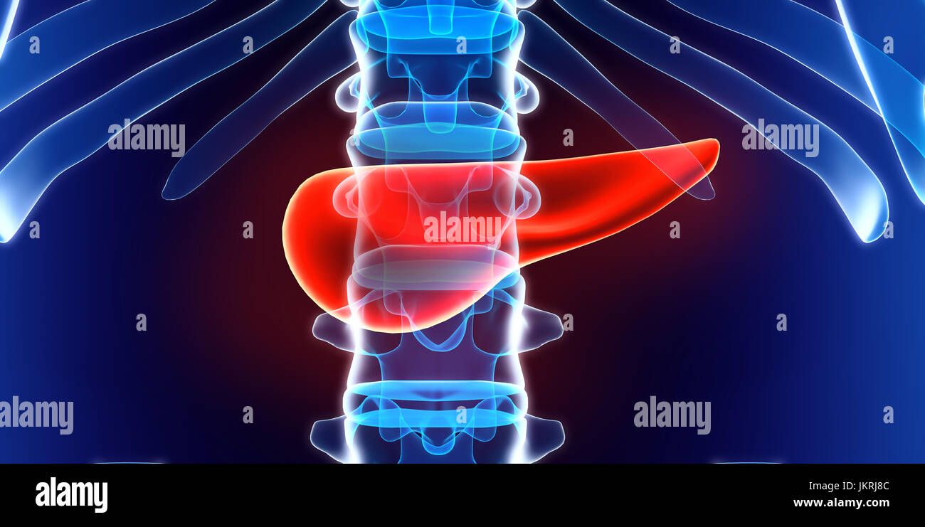 3D illustration of Pancreas - part of digestive system, medical concept ...