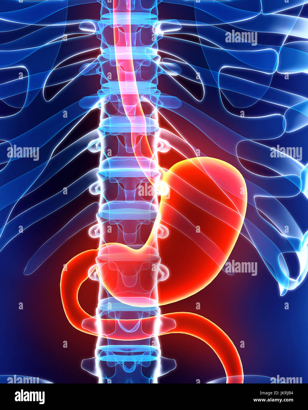 3D illustration of Stomach, Part of Digestive System, anatomy detail. Stock Photo