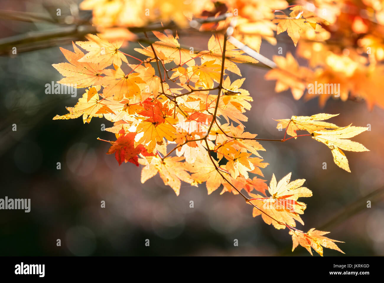 Red leave of maple tree for autumn fall background Stock Photo - Alamy