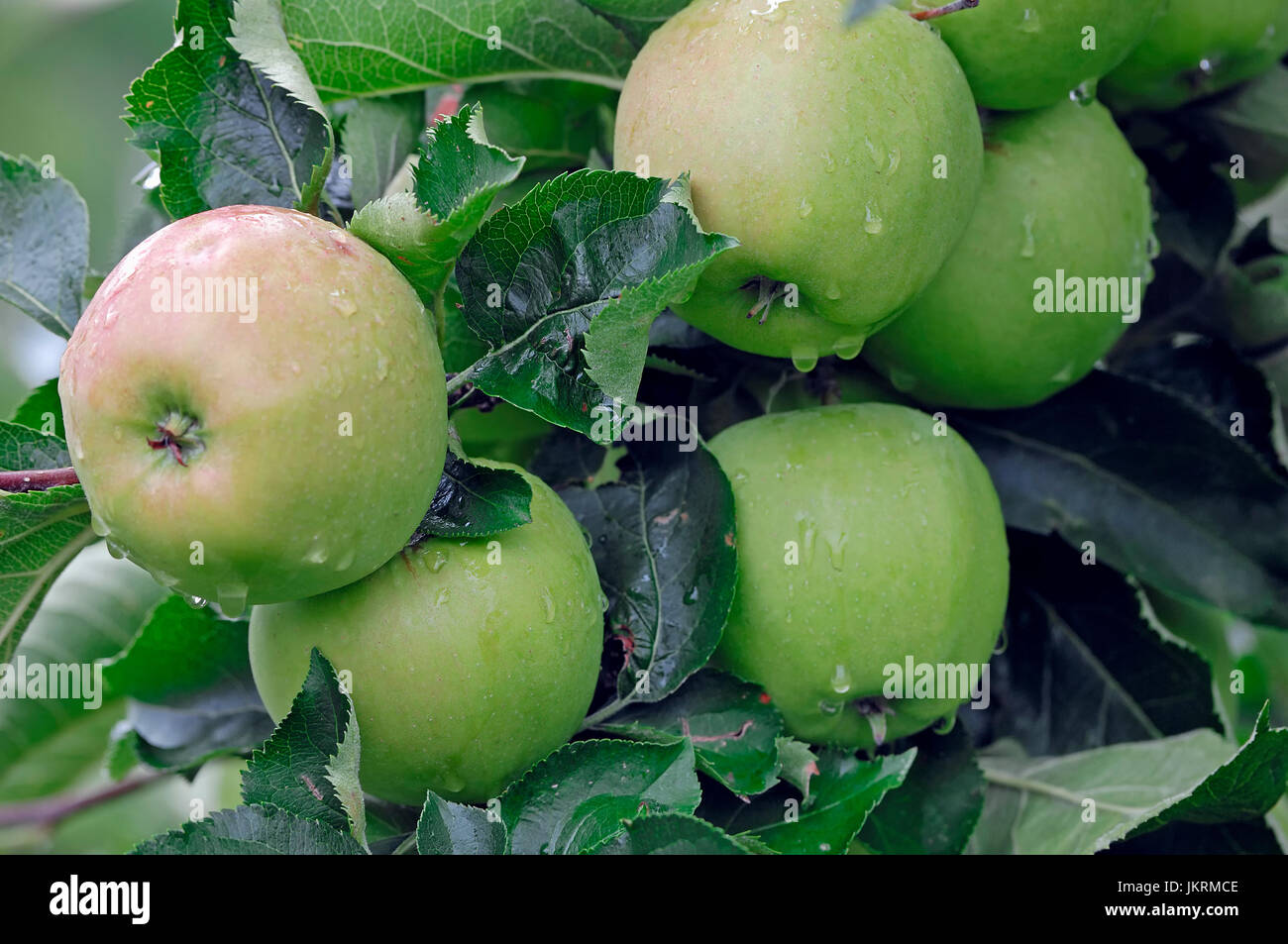 Aepfel am baum malus domestica hi-res stock photography and images - Alamy
