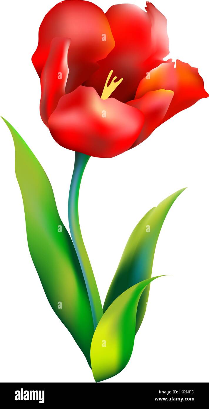 Yellow tulip with red splash Stock Vector Images - Alamy