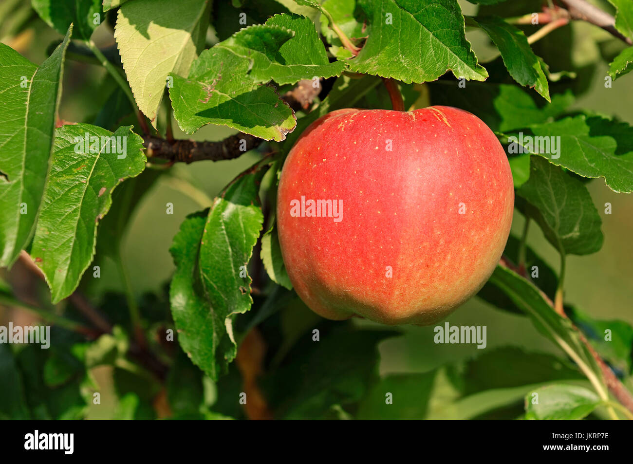 Apple on tree, Lower Saxony, Germany / (Malus domestica) | Apfel am Baum, Altes Land, Niedersachsen, Deutschland Stock Photo
