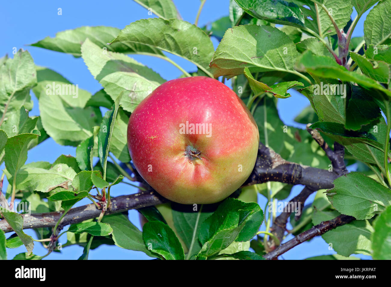 Apple on tree, Lower Saxony, Germany / (Malus domestica) Apfel am