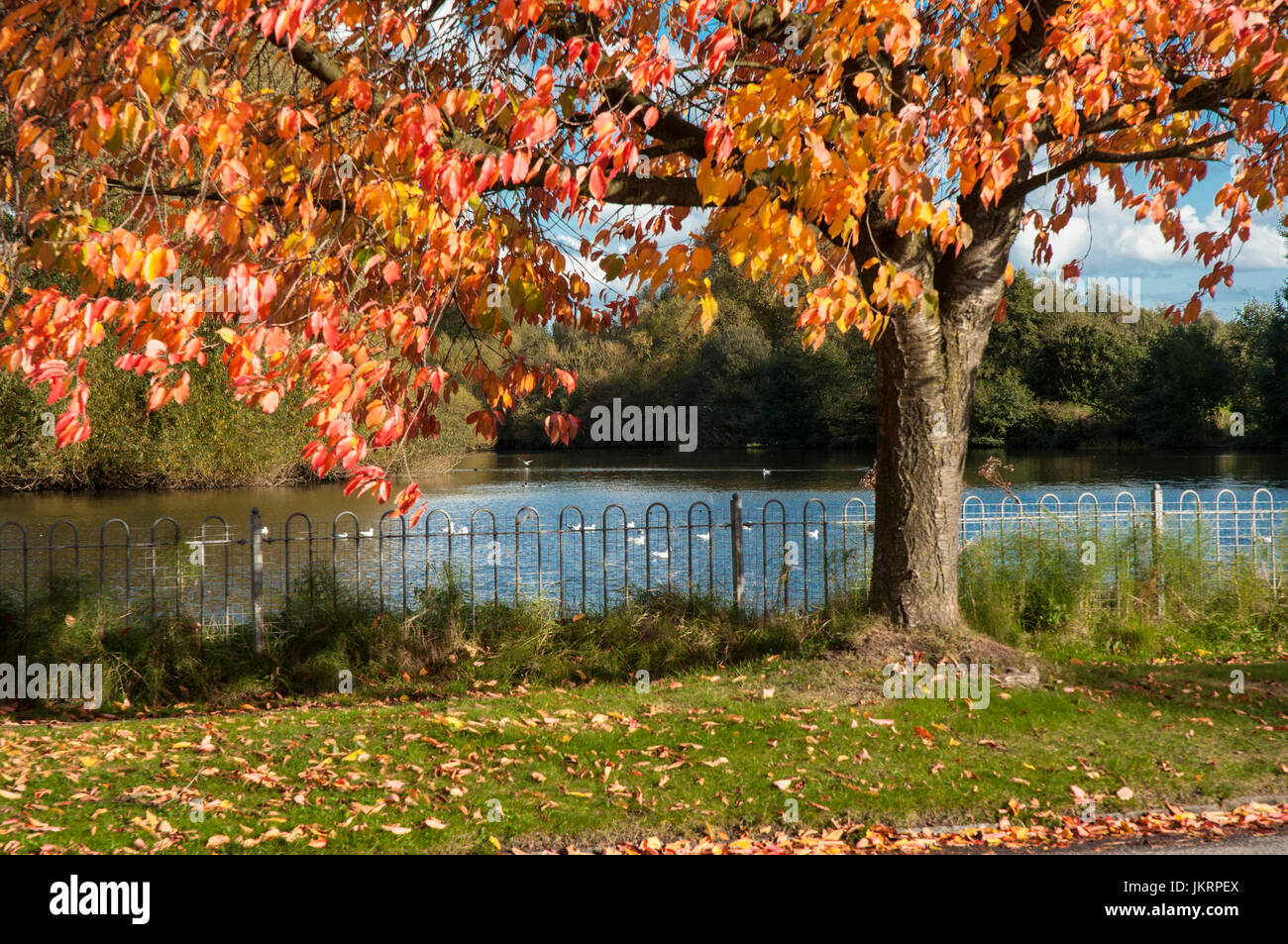 Winterley pool fishery hires stock photography and images Alamy