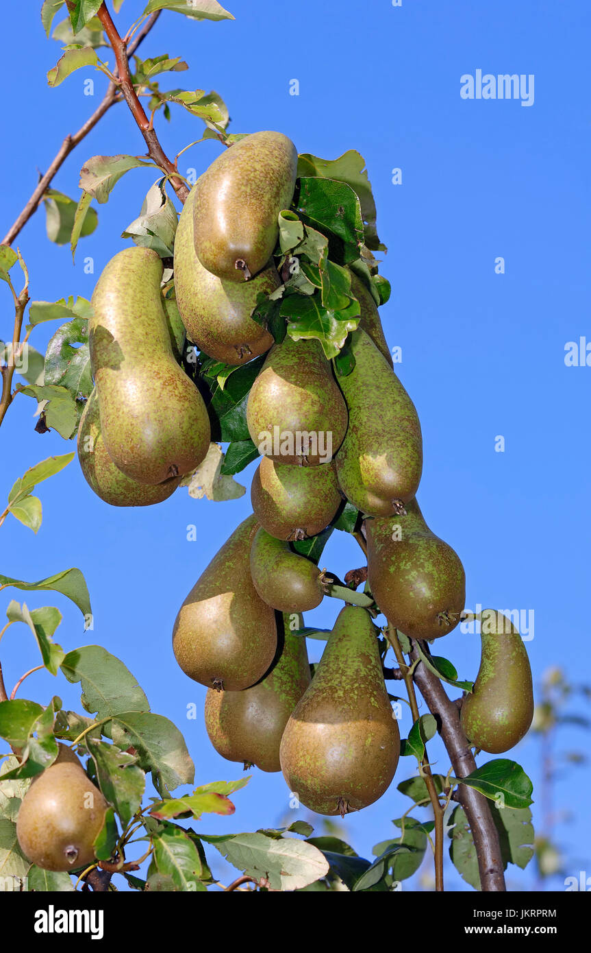Pears on tree, Lower Saxony, Germany / (Pyrus communis) / Pear |  Birnen am Baum, Altes Land, Niedersachsen, Deutschland Stock Photo