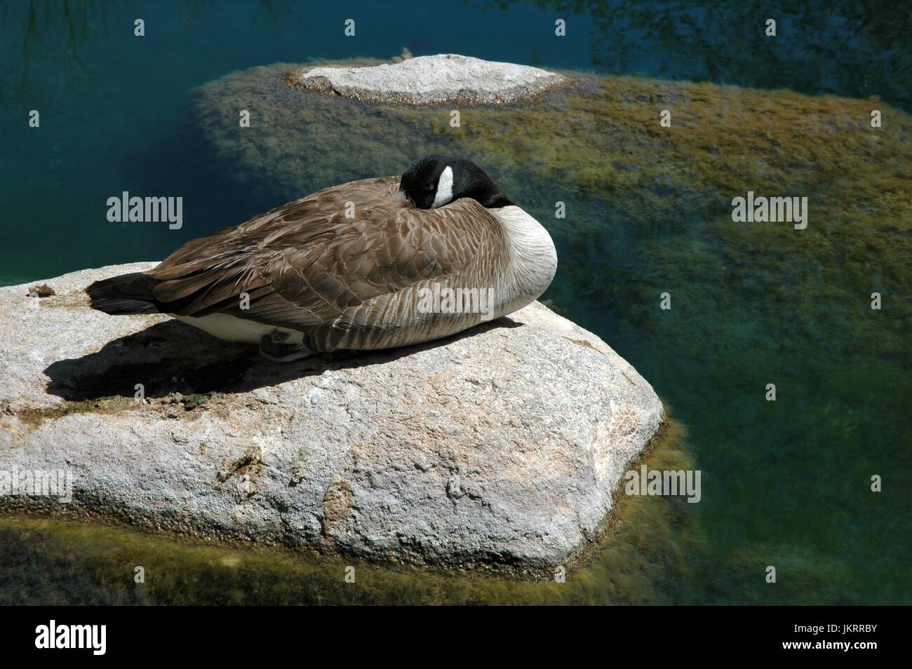 Canada Goose Sleeping High Resolution Stock Photography and Images Alamy