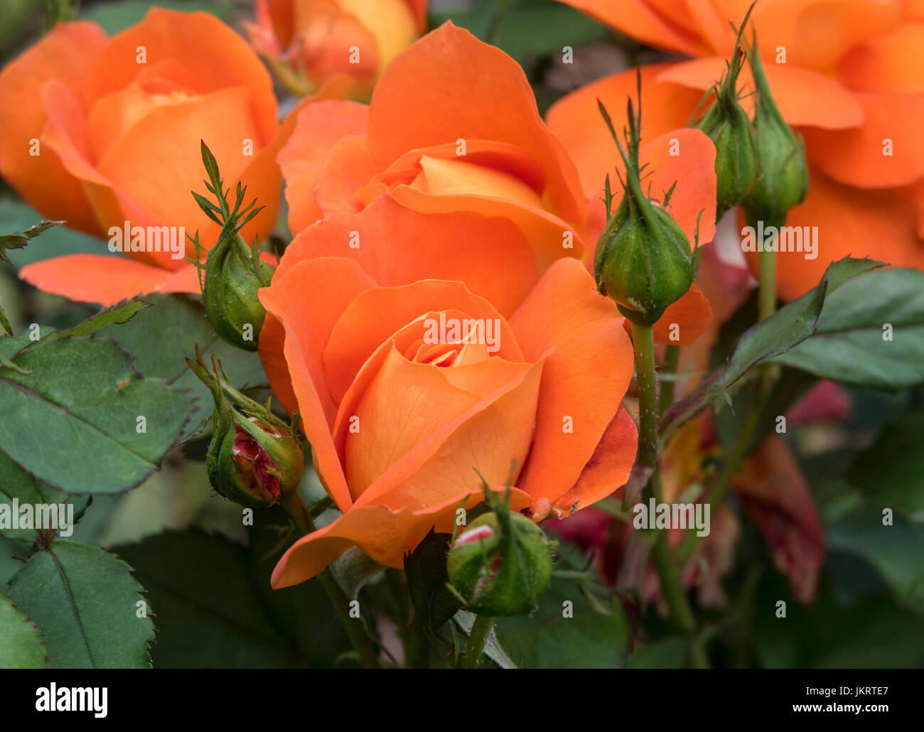 Rose Super Trouper, a bright orange floribunda rose, awarded novelty rose of the year in 2010. Stock Photo