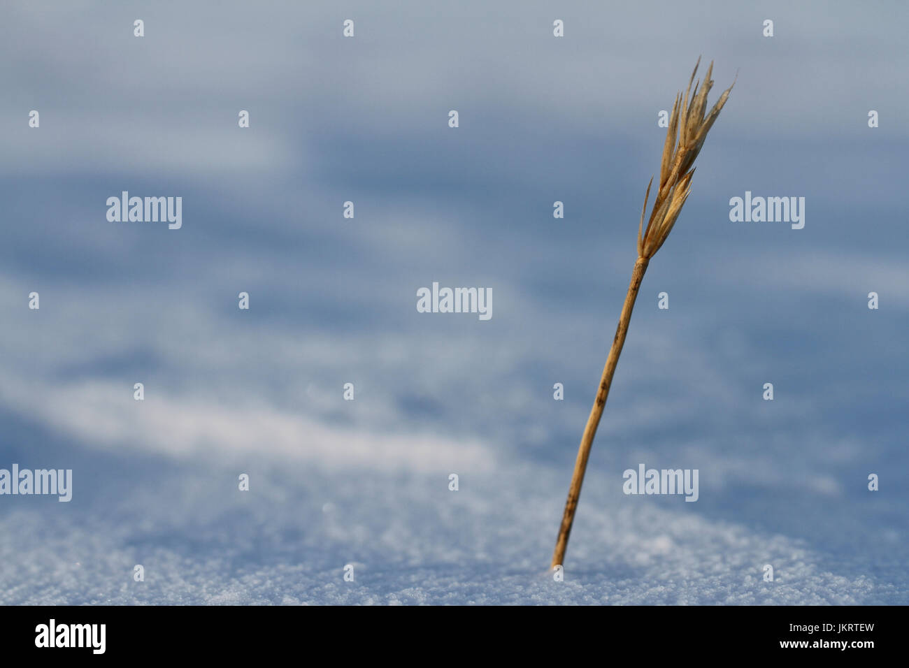 Close-up of Sea Lyme Grass, Leymus arenarius, in winter found near Arviat, Nunavut Canada Stock Photo