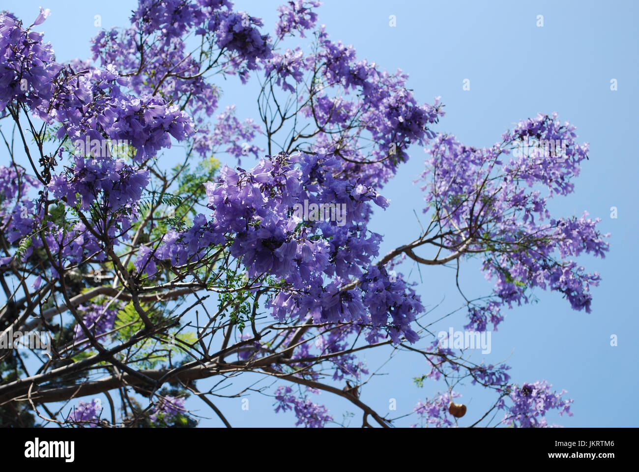 Jacaranda mimosifolia tree’s blue flowers blossom Stock Photo - Alamy