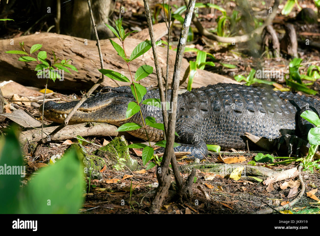 American alligator (Alligator mississippiensis) basking, Big Cypress Bend, Fakahatchee Strand, Florida, USA Stock Photo