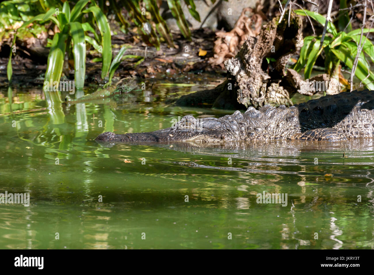 American alligator (Alligator mississippiensis) Big Cypress Bend, Fakahatchee Strand, Florida, USA Stock Photo