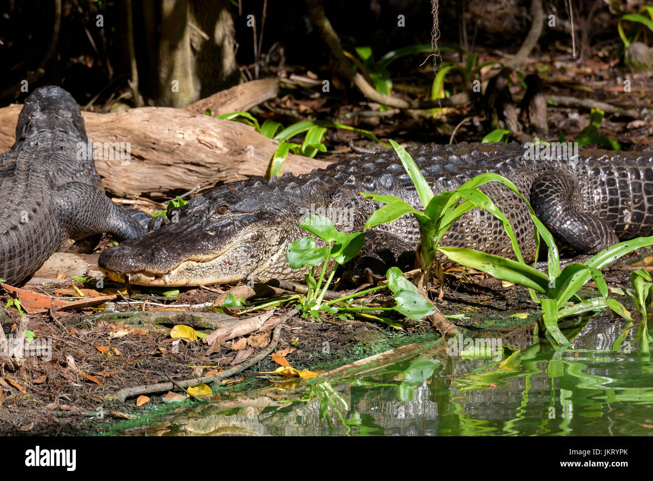 American alligators (Alligator mississippiensis), Big Cypress Bend, Fakahatchee Strand, Florida, USA Stock Photo
