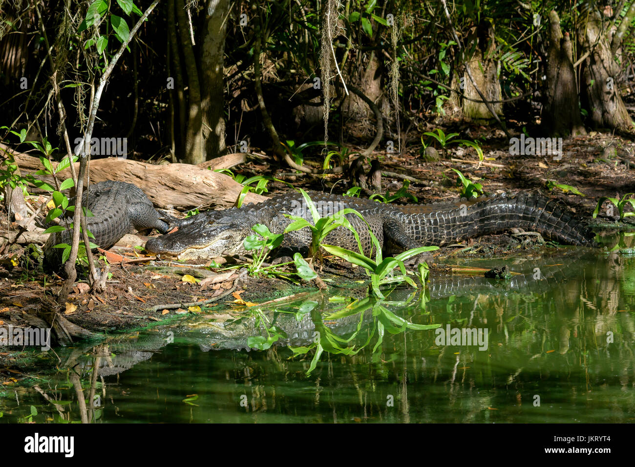 American alligators (Alligator mississippiensis) basking, Big Cypress Bend, Fakahatchee Strand, Florida, USA Stock Photo