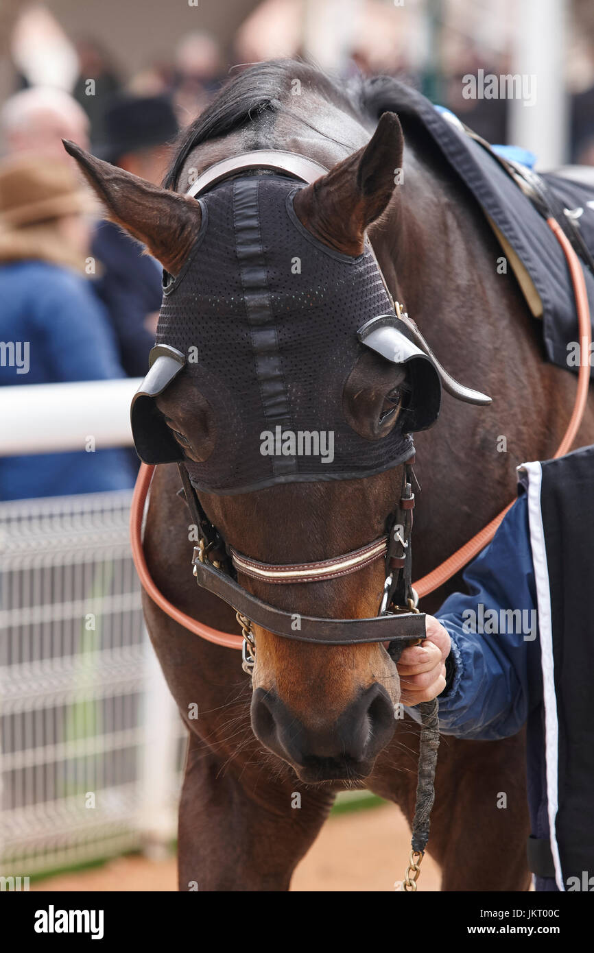 Race horse head with blinkers. Paddock area. Vertical Stock Photo - Alamy