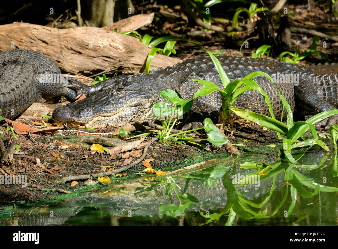 American alligators (Alligator mississippiensis) basking, Big Cypress Bend, Fakahatchee Strand, Florida, USA Stock Photo