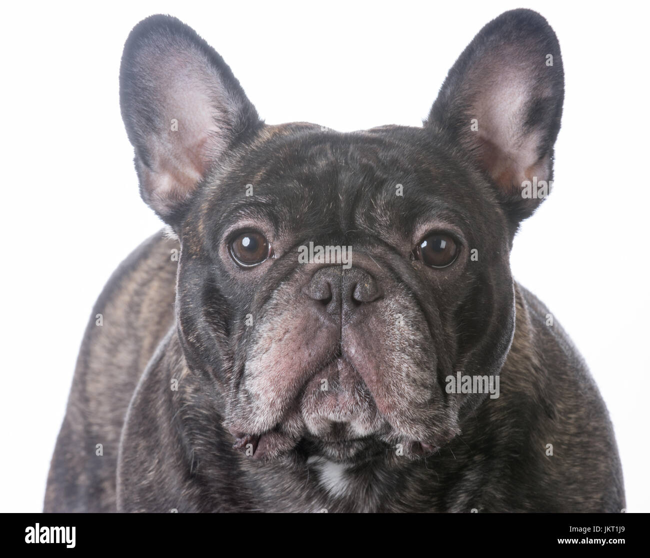 Are Reverse Brindle French Bulldogs Rare