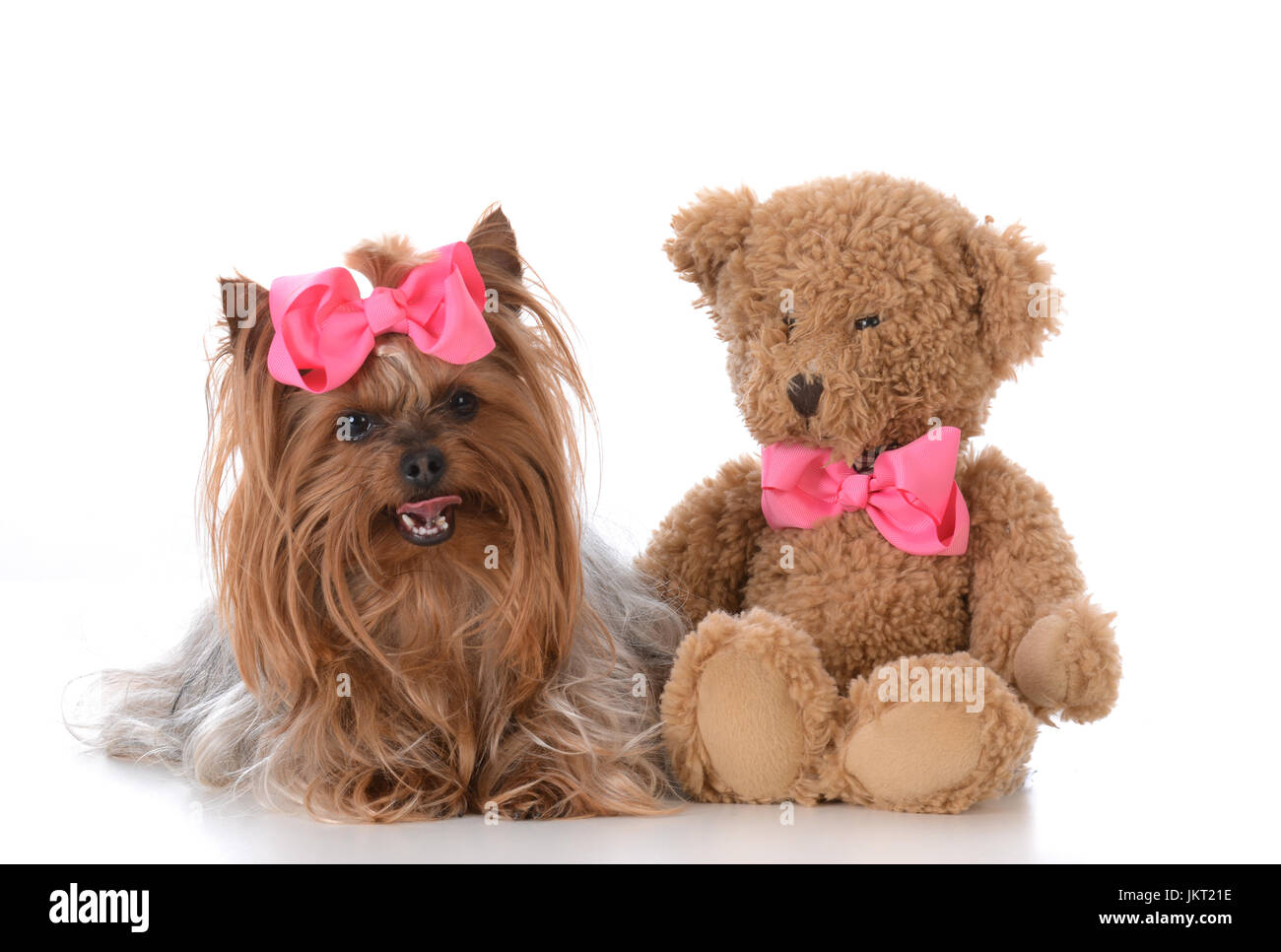 yorkshire terrier teddy bear