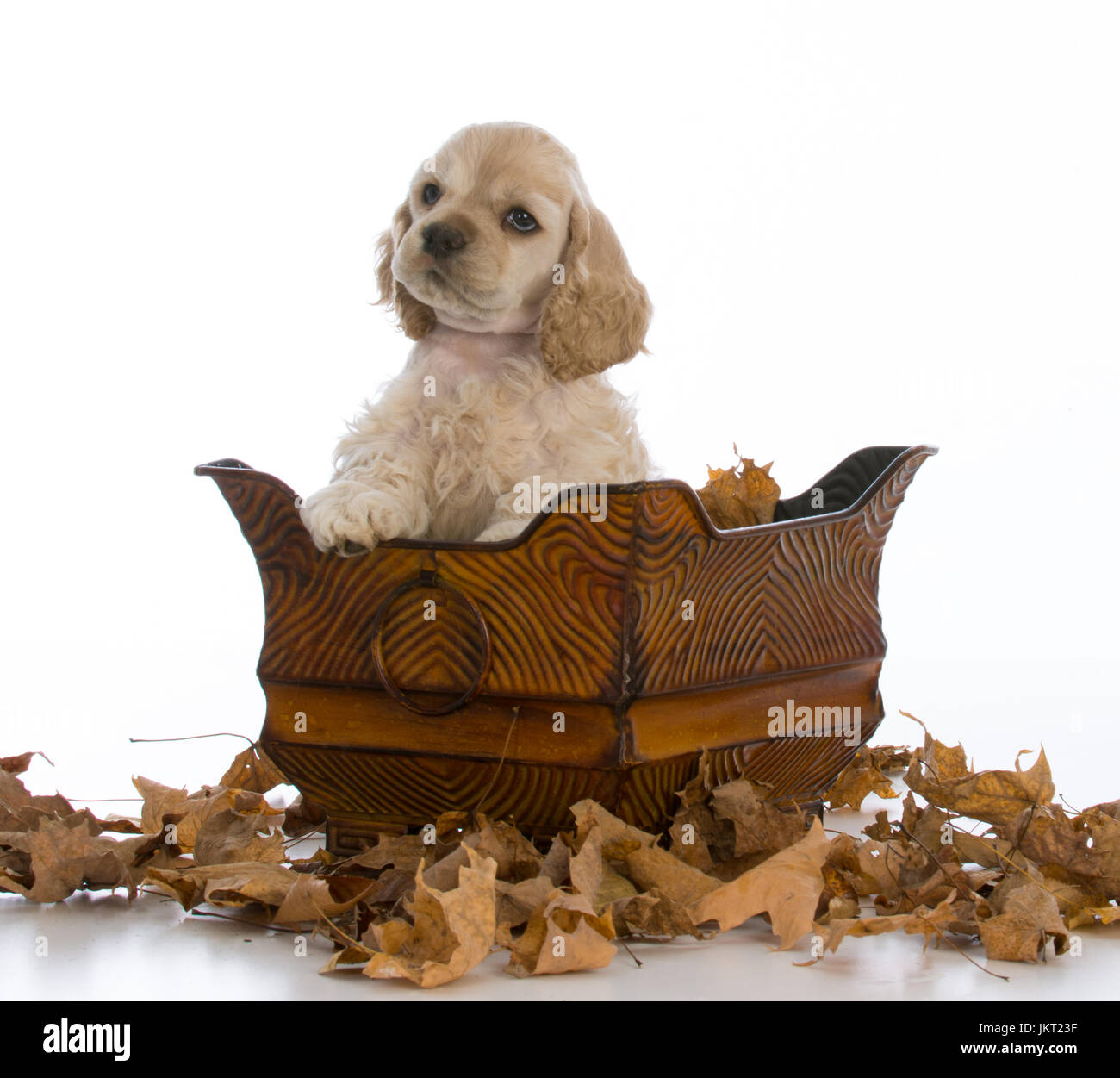 cocker spaniel puppy sitting inside a basket on white background Stock