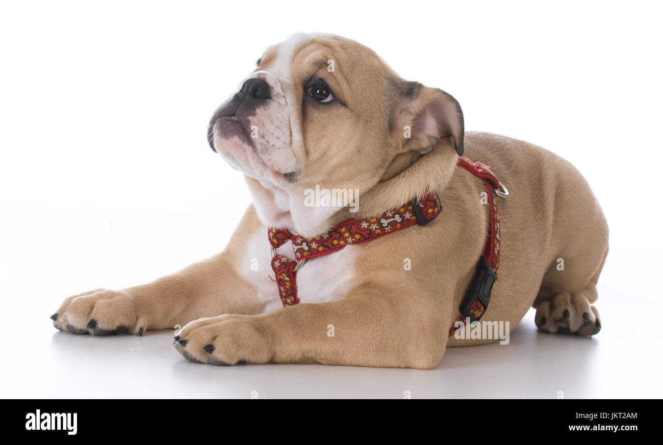 What Age Can A Puppy Wear A Harness