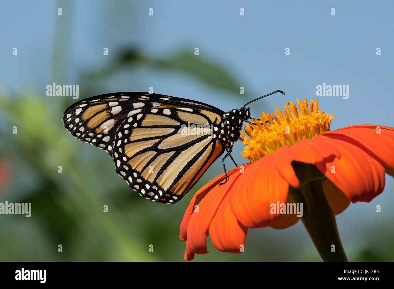 Monarch butterfly on Tithonia diversifolia or Mexican sunflower. The