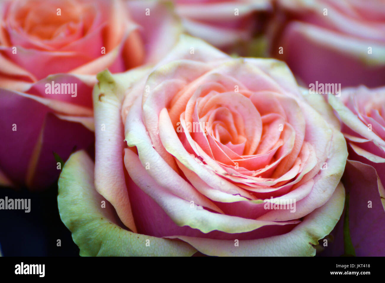 Background of pink roses with white Stock Photo - Alamy