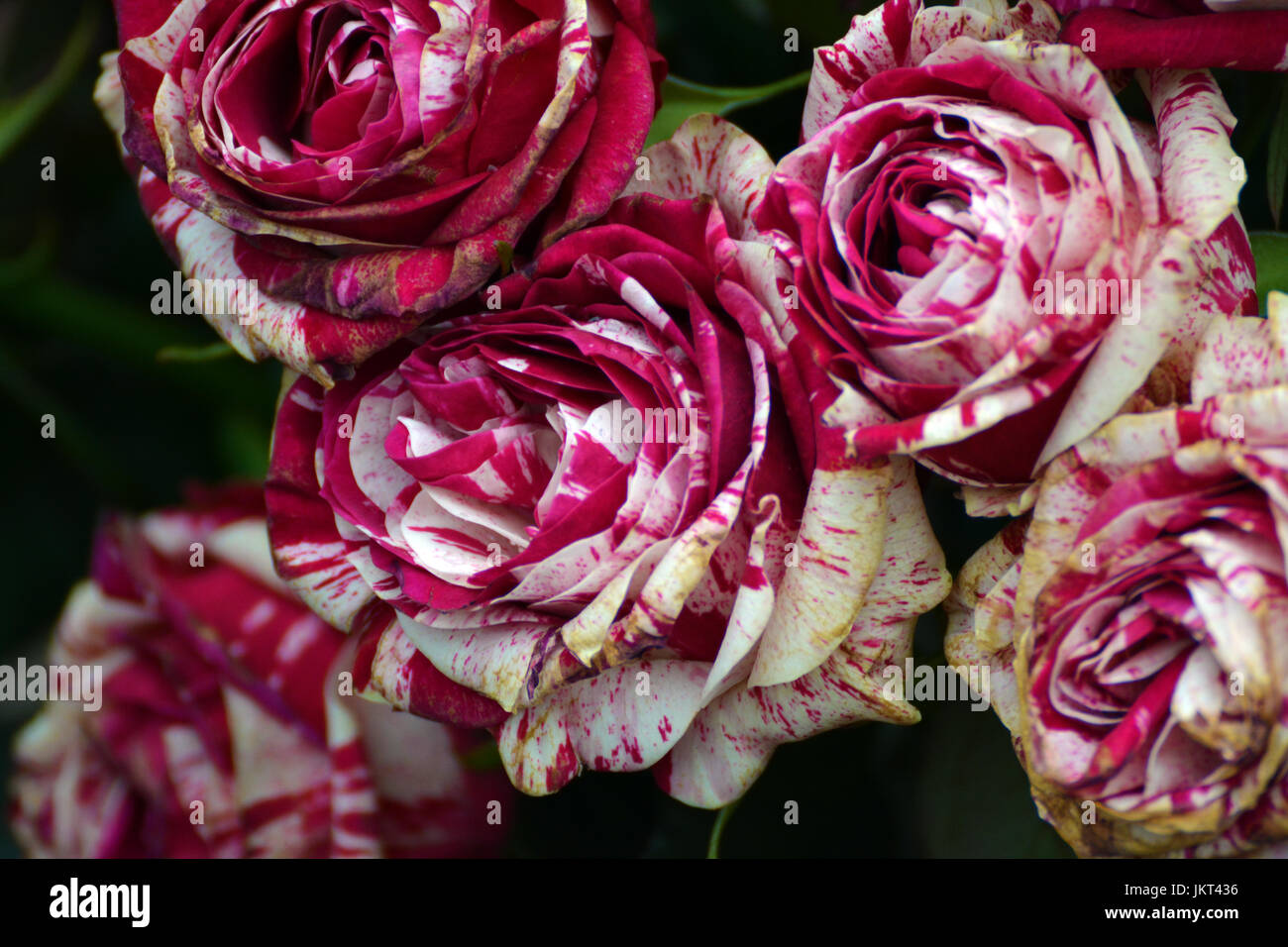 Background of pink roses with white Stock Photo - Alamy
