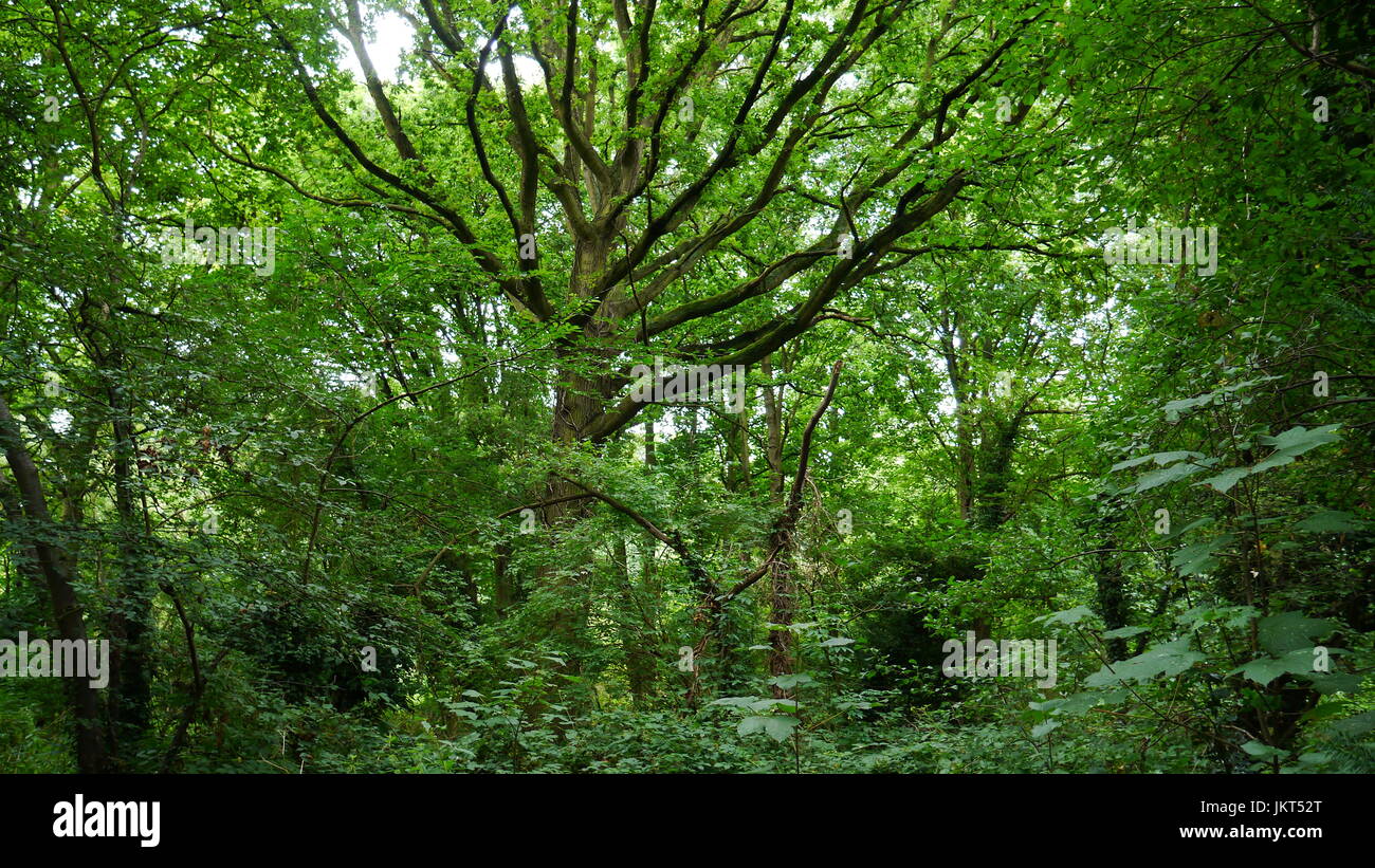 Wooded Area in Twickenham Stock Photo