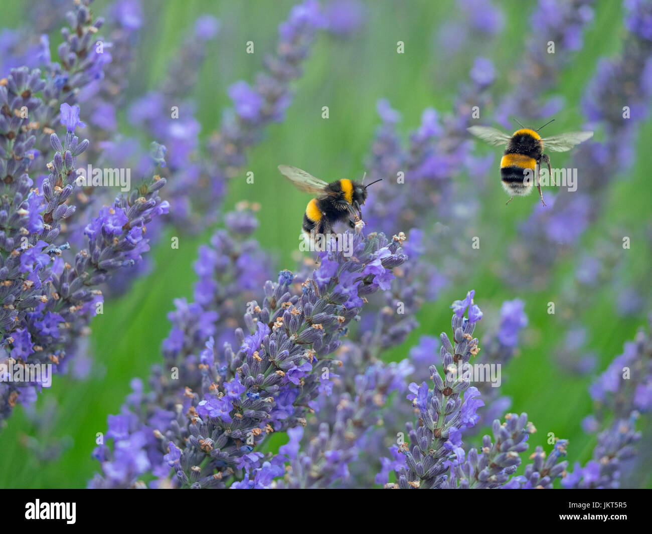Garden Bumblebee Bombus hortorum feeding on garden lavender summer Stock Photo