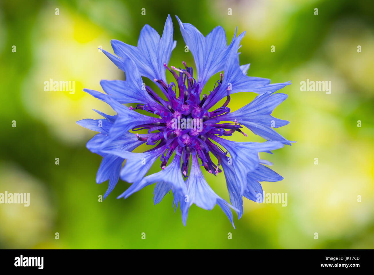 Cornflower. Blue flower closeup photo with soft selective focus Stock Photo