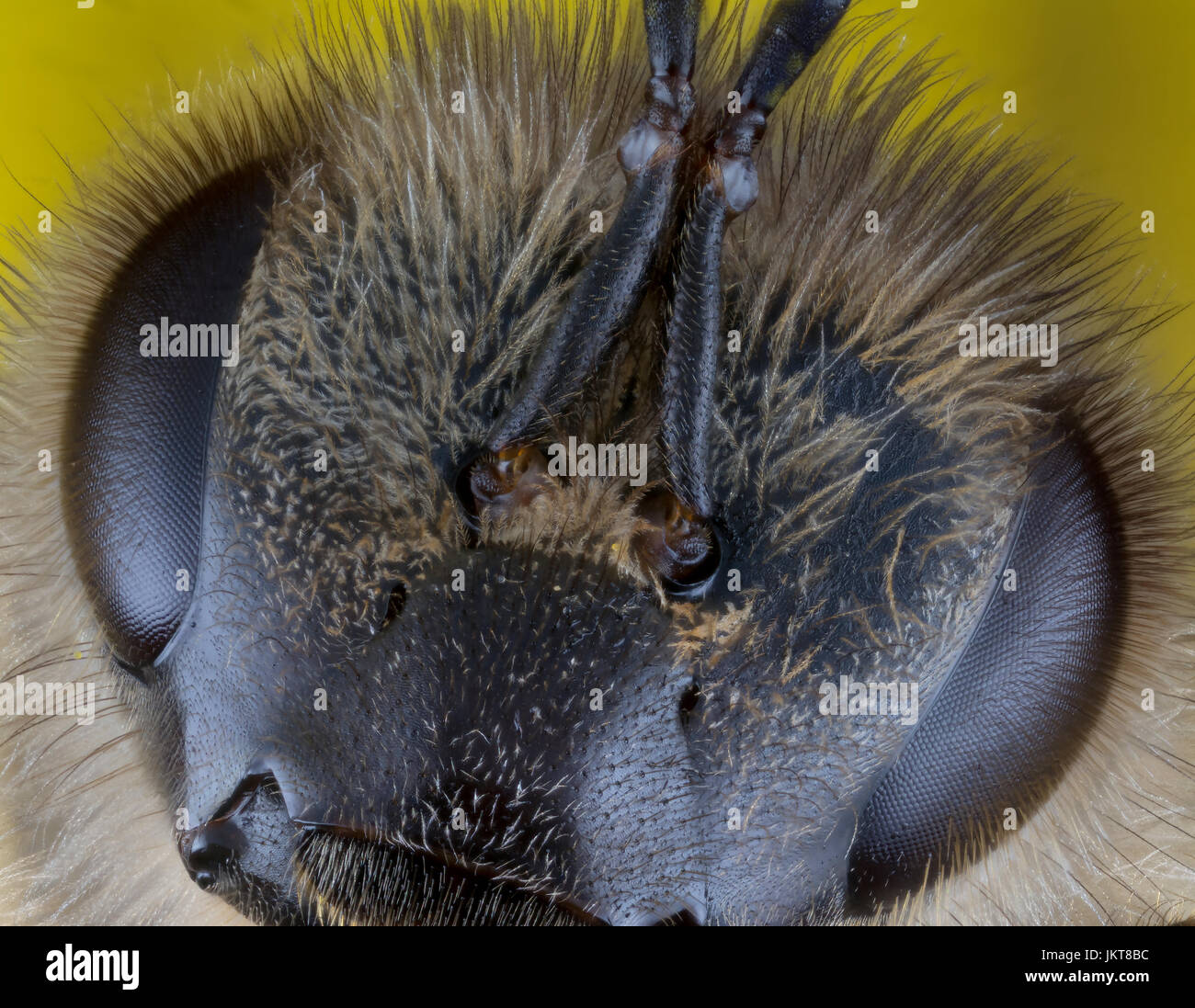 Head of bee on yellow background extreme macro Stock Photo