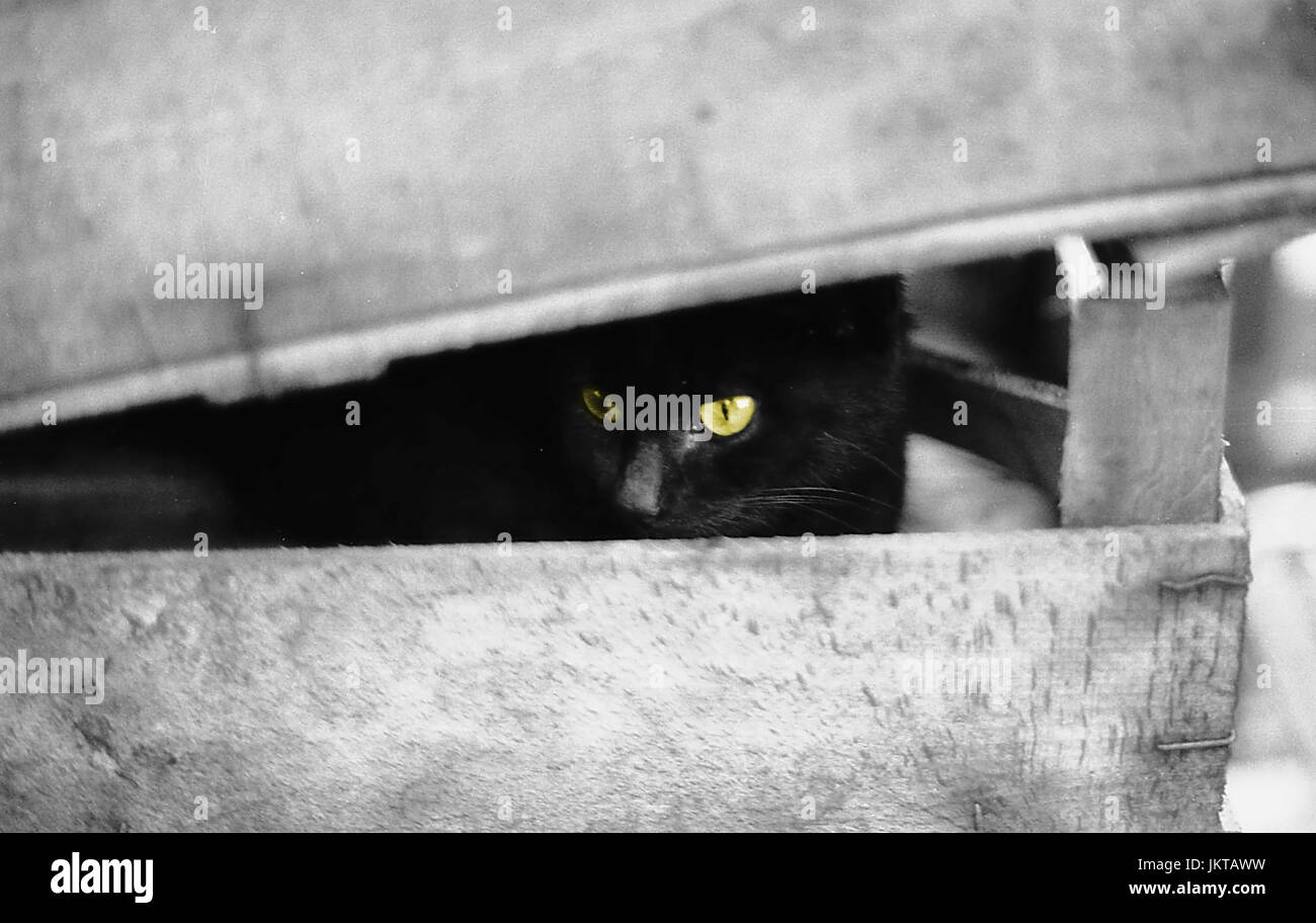 Hidden black cat, 1980 Stock Photo Alamy