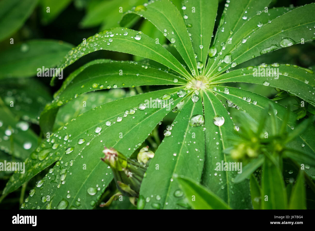 Closeup of fresh vivid green lupine leaves with large water drops after rain or dew, abstract background for flora or garden themes Stock Photo